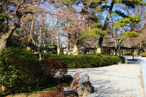 岐阜の花粉飛散状況