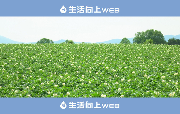 茨城花粉サムネイル